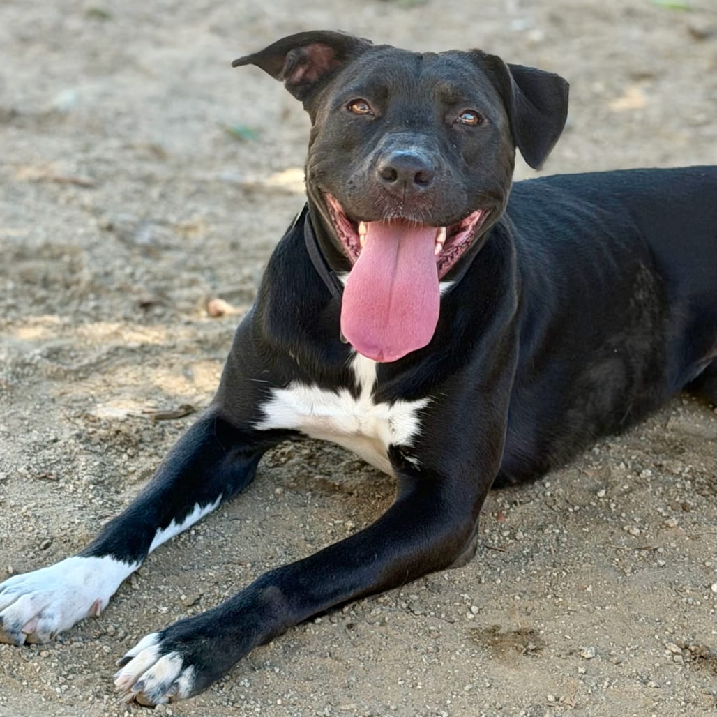 Photo of Sami, adoptable Terrier, Pit Bull / Mixed Breed (Medium) in Riverside, California