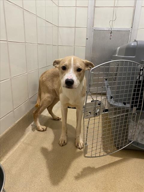 Photo of Zephyr, adoptable Basenji in Derwood, Maryland