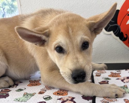 Photo of Theo, adoptable Carolina Dog in San Pedro, California