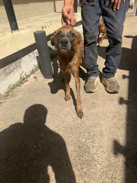 Photo of Joshua, adoptable Mixed Breed