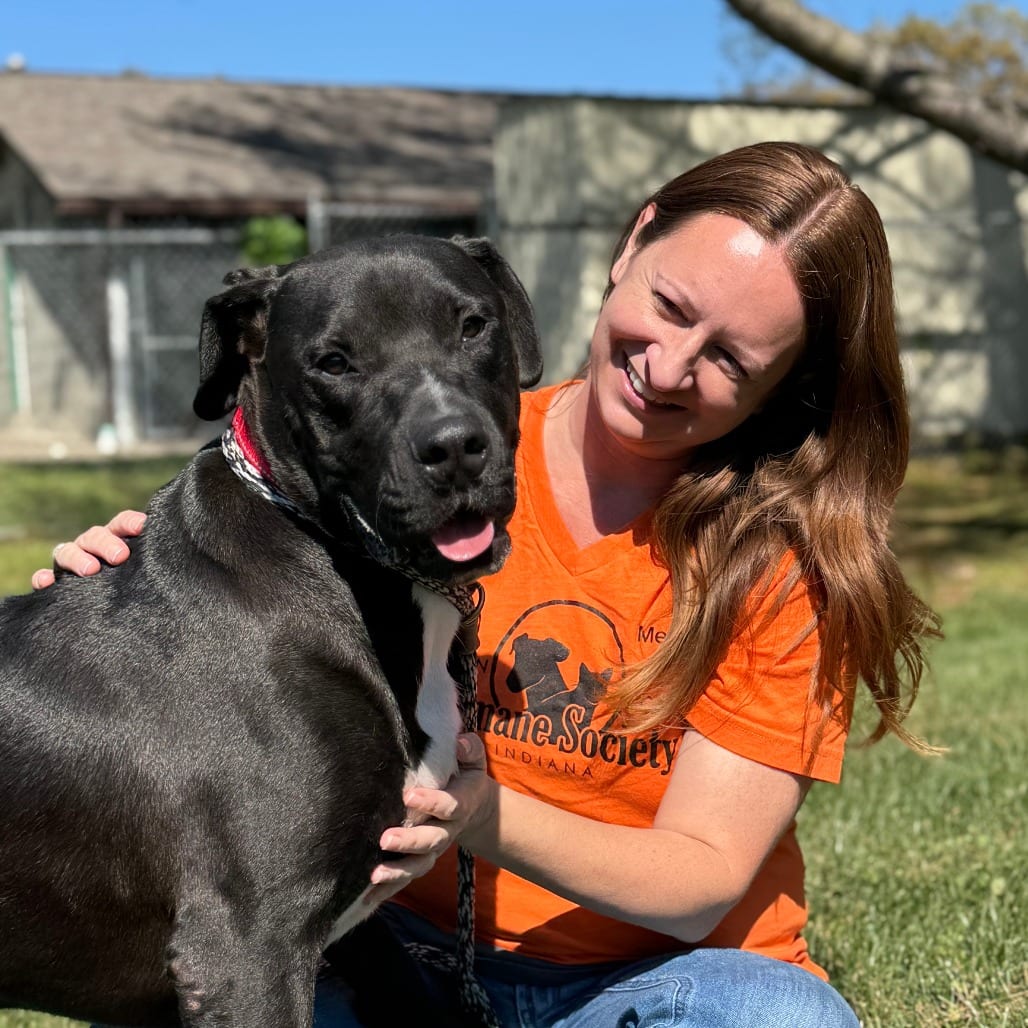 Photo of Rip, adoptable Terrier, Pit Bull / Mixed Breed (Medium) in Nashville, Indiana