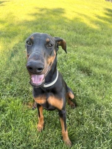 Photo of Bronwyn, adoptable Doberman Pinscher in San Martin, California
