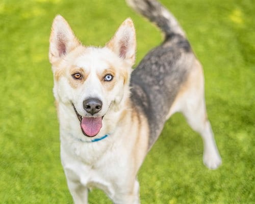 Photo of Hope, adoptable Siberian Husky in San Jose, California