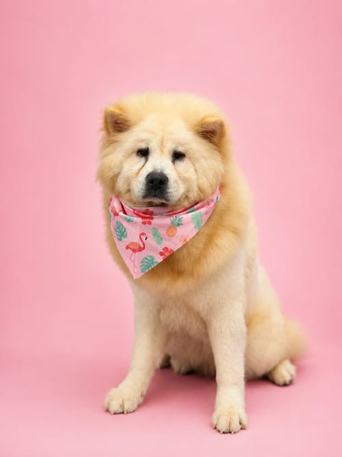 Photo of Wonton, adoptable Chow Chow in Romoland, California