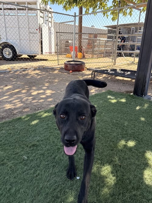 Photo of Leafy, adoptable Labrador Retriever in San Diego, California