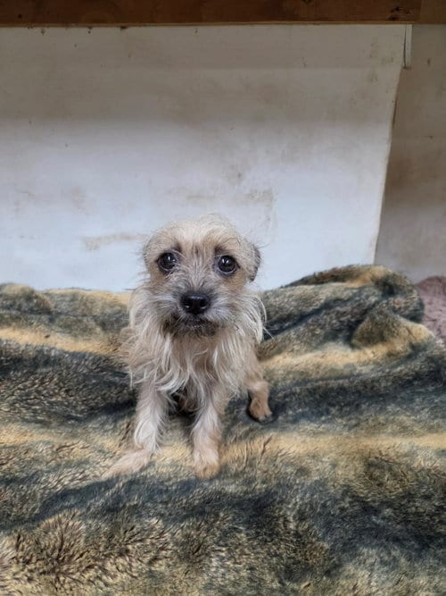 Photo of Peep, adoptable Terrier in El Centro, California