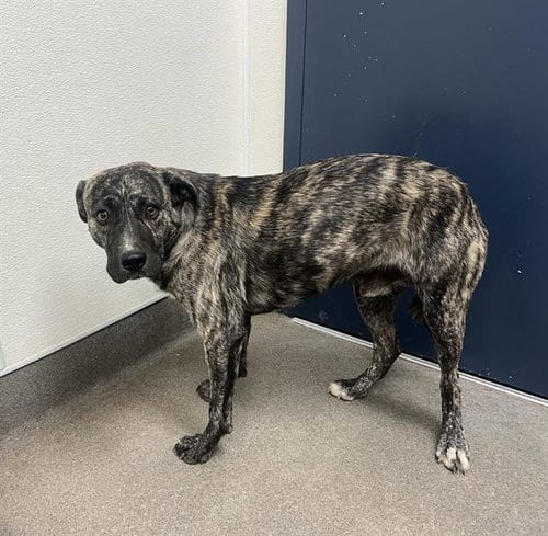 Photo of Dirk, adoptable Dutch Shepherd in HESPERIA, California