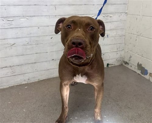 Photo of Mia, adoptable Pit Bull Terrier in San Bernardino, California