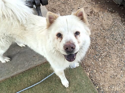Photo of Esmeralda, adoptable Chow Chow in Phoenix, Arizona
