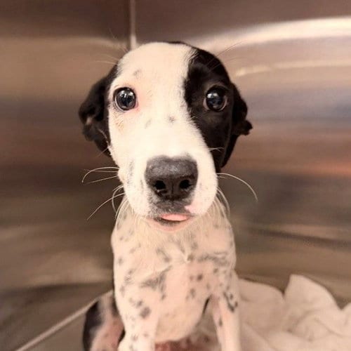 Photo of Madison, adoptable Unknown breed in Rancho Santa Fe, California
