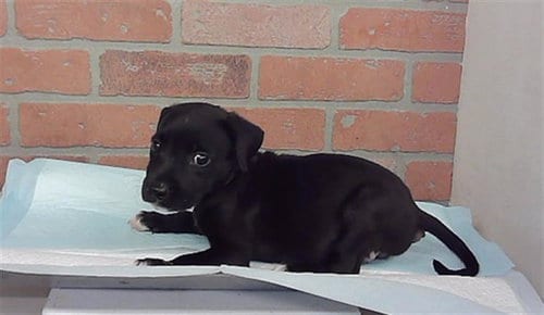 Photo of Freyja, adoptable American Staffordshire Terrier in Houston, Texas