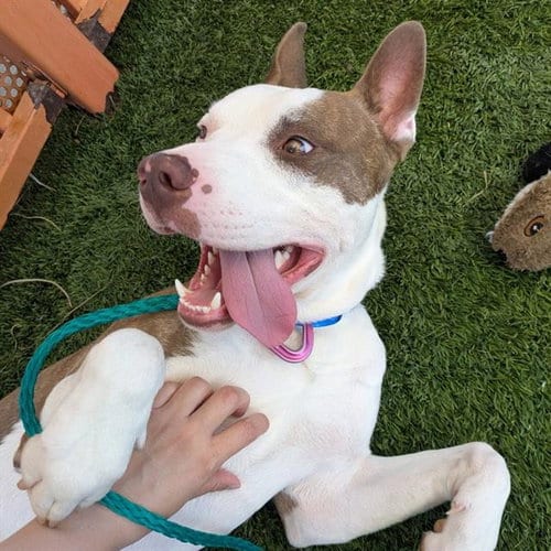Photo of Butterbean, adoptable Pit Bull Terrier in Las Vegas, Nevada