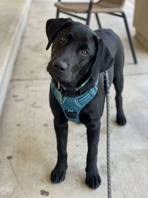 Photo of Messi, adoptable Black Labrador Retriever in Gun Barrel City, Texas