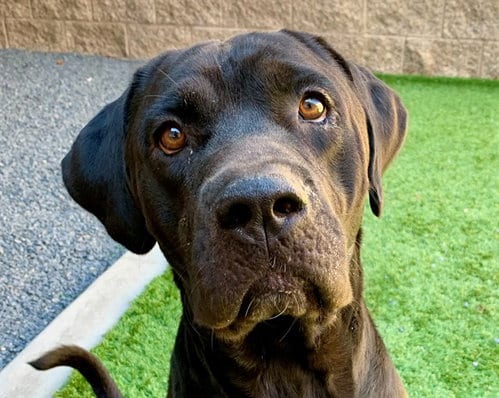 Photo of Topper, adoptable Labrador Retriever in Moreno Valley, California