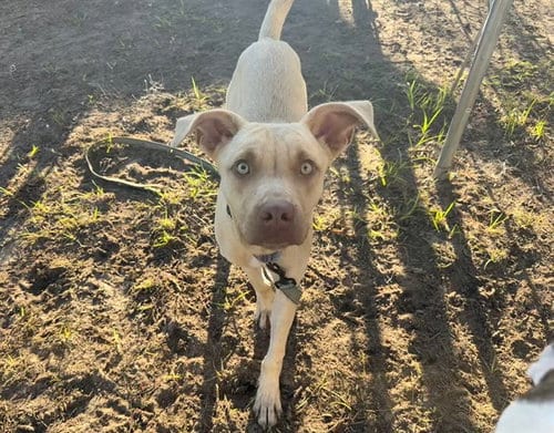 Photo of Tippy Toes, adoptable Catahoula Leopard Dog in Ocala, Florida