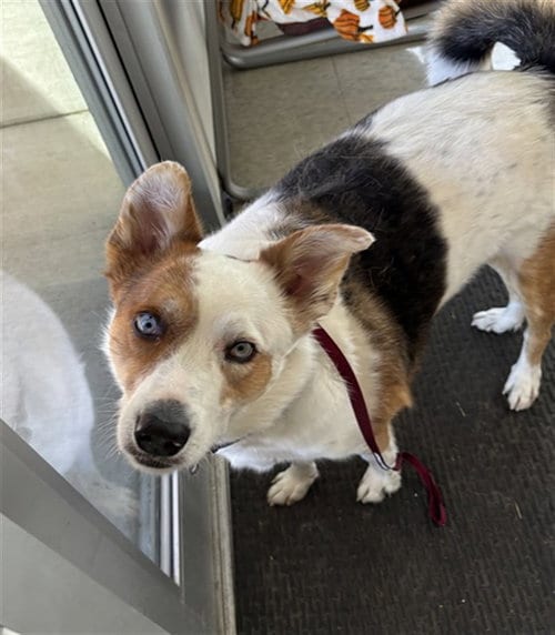 Photo of Zeus, adoptable Border Collie in Plano, Texas