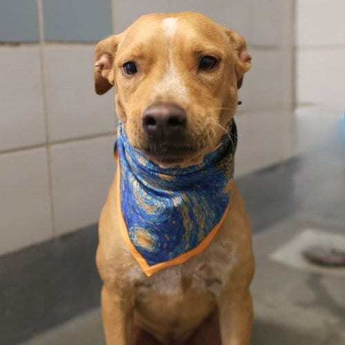 Photo of Tiny Tim, adoptable American Staffordshire Terrier in San Antonio, Texas