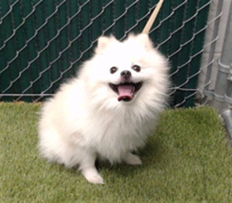 Photo of Mike, adoptable Pomeranian in Downey, California