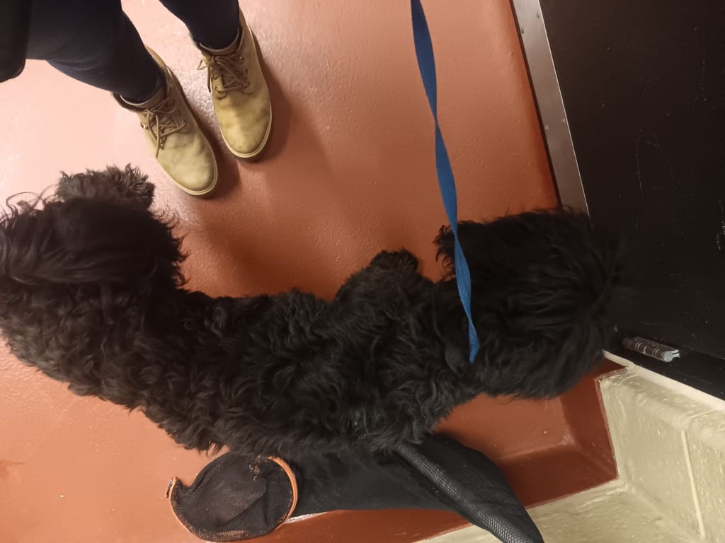 Photo of Maple, adoptable Poodle in Douglasville, Georgia