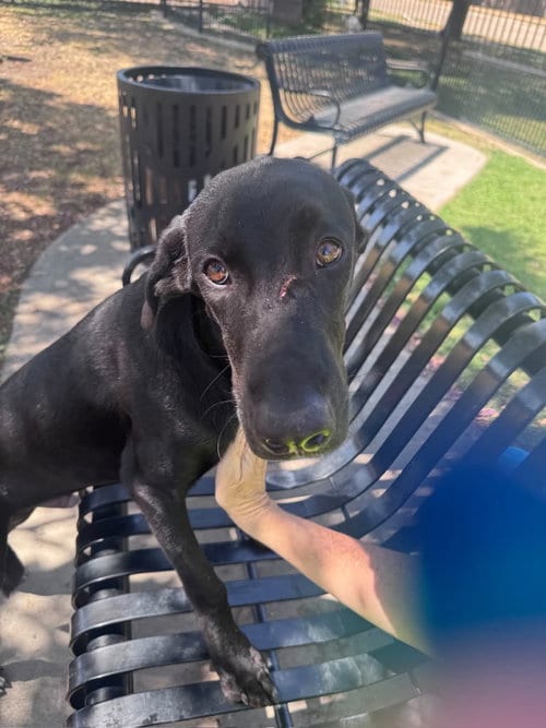 Photo of Bob, adoptable Labrador Retriever in Rowlett, Texas