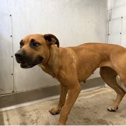 Photo of Sadie, adoptable American Pit Bull Terrier in San Bernardino, California