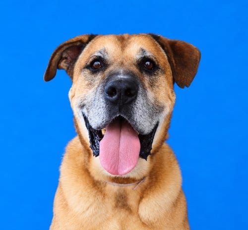Photo of Bullwinkle, adoptable Mastiff in Pasadena, California