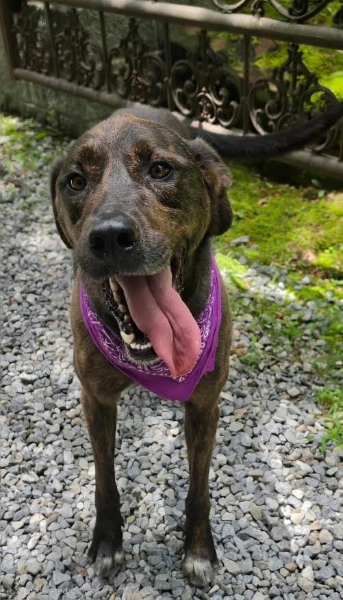 Photo of Paisley, adoptable Mixed Breed in Crossville, Tennessee