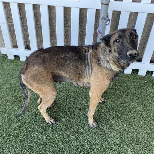 Photo of A614546, adoptable Belgian Shepherd Malinois in Modesto, California