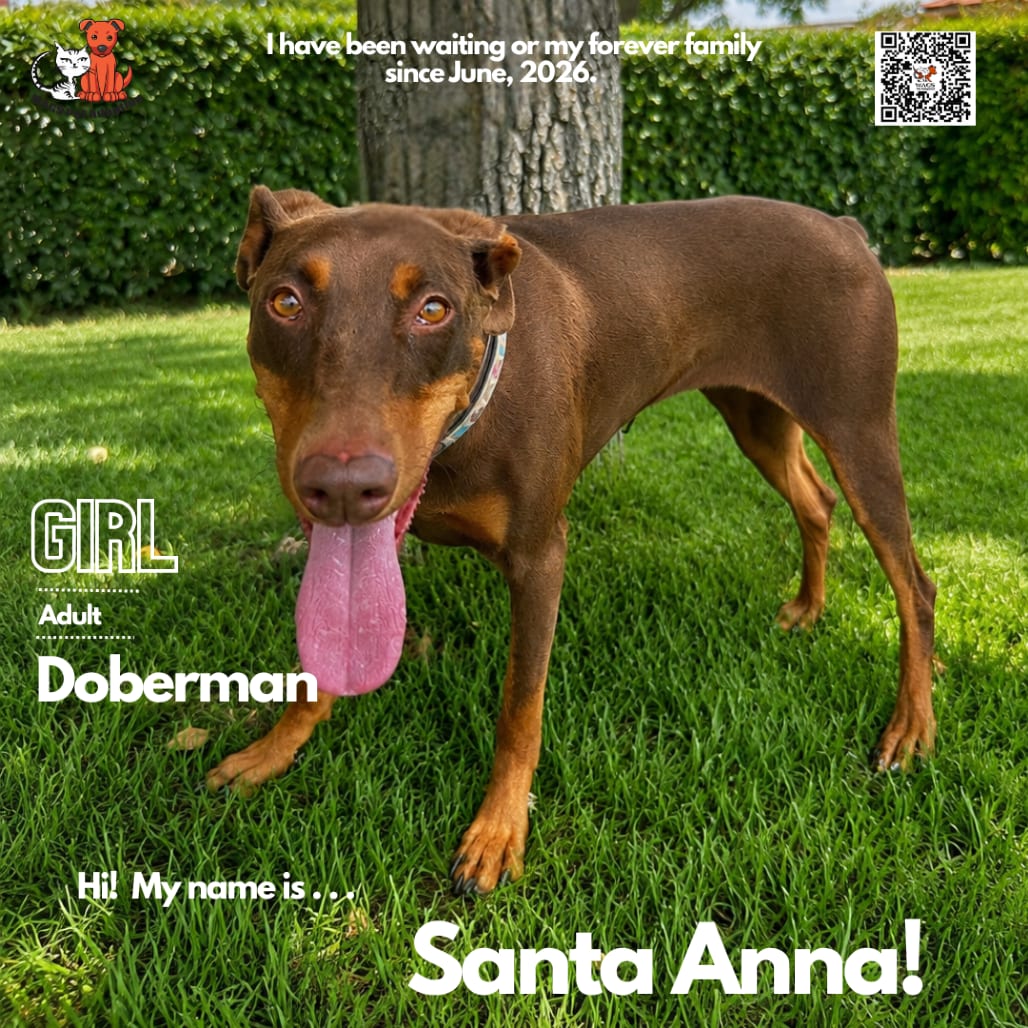 Photo of Santa Anna, adoptable Pinscher, Doberman in Westminster, California