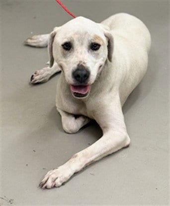 Photo of Knobe, adoptable Labrador Retriever in Sanford, Florida