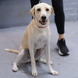 Photo of Steel Magnolia, adoptable Labrador Retriever in New York, New York