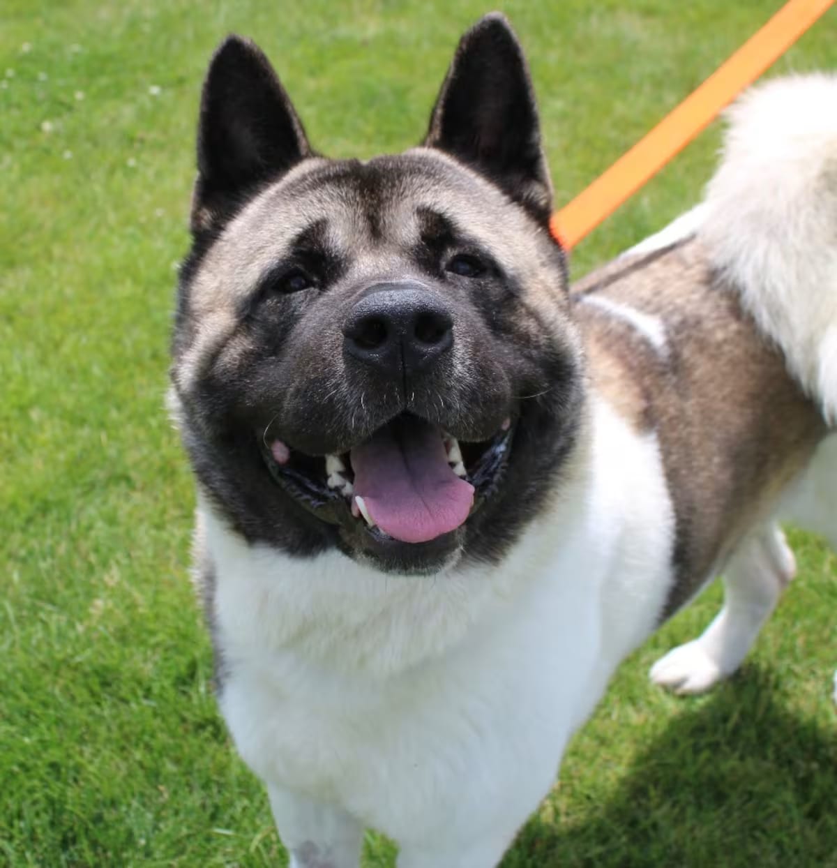 Photo of Groot, adoptable Akita in Champaign, Illinois