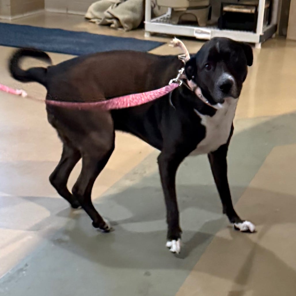 Photo of Nova, adoptable Mixed Breed (Medium) in Winston-Salem, North Carolina