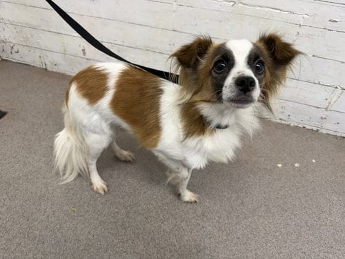 Photo of Apollo, adoptable Papillon in San Bernardino, California