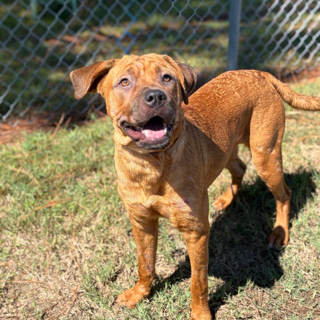 Photo of Athena 26-09-108, adoptable Mastiff / Mixed Breed (Medium) in Bastrop, Texas