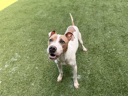 Photo of Duke, adoptable Pit Bull Terrier in Garland, Texas