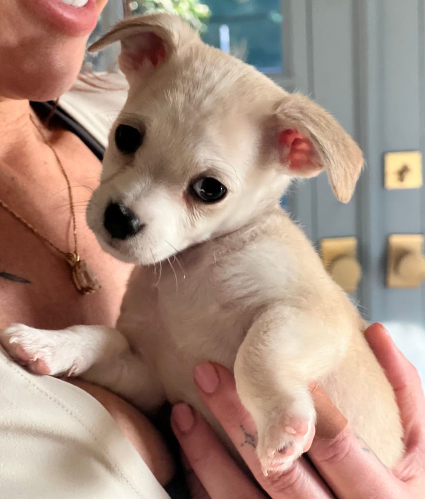 Photo of Mochi, adoptable Chihuahua in Dana Point, California