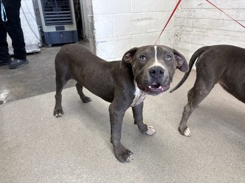 Photo of Manchego, adoptable Pit Bull Terrier in San Bernardino, California