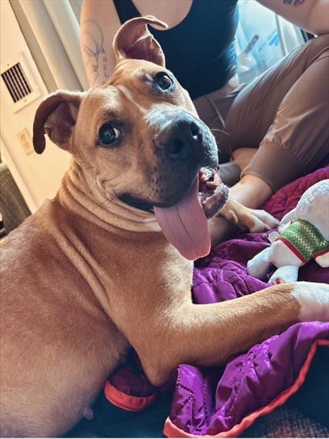 Photo of Lola, adoptable Pit Bull Terrier in Sacramento, California