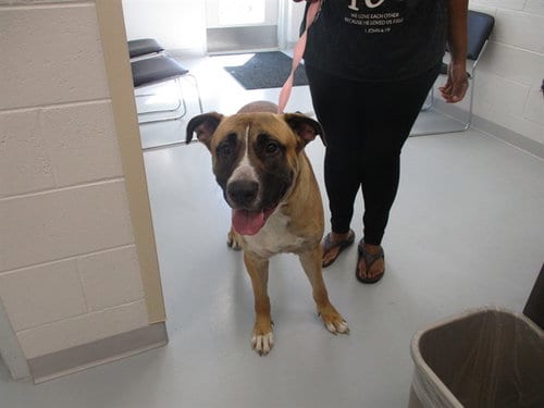 Photo of A391074, adoptable Mastiff in Ocala, Florida
