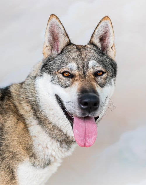 Photo of Willa, adoptable Siberian Husky in Pasadena, California