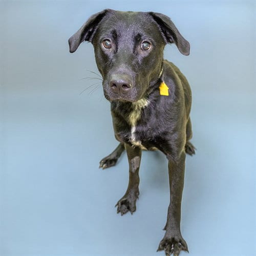 Photo of Wimpy, adoptable Labrador Retriever in St Louis, Missouri