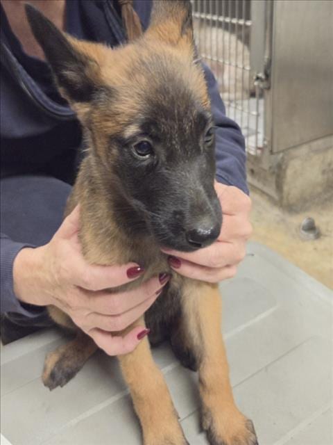 Photo of Niblick, adoptable German Shepherd Dog in Van Nuys, California