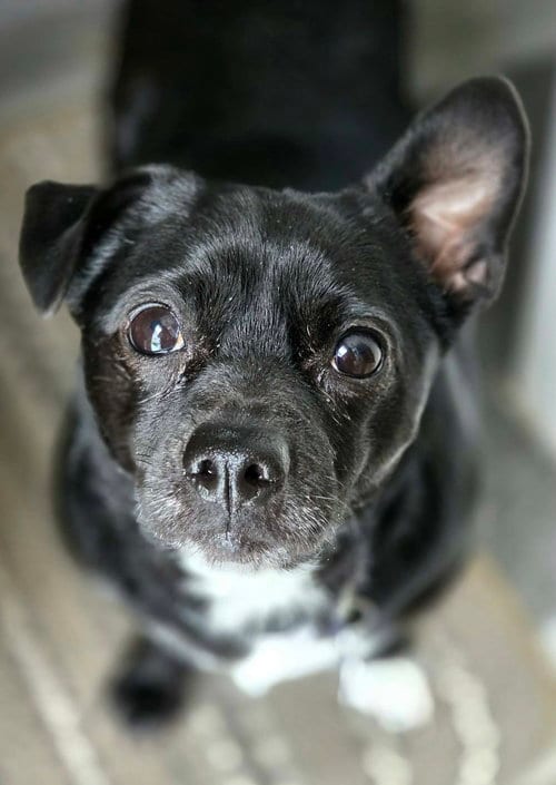 Photo of Munchkin, adoptable Chihuahua in Utica, Michigan
