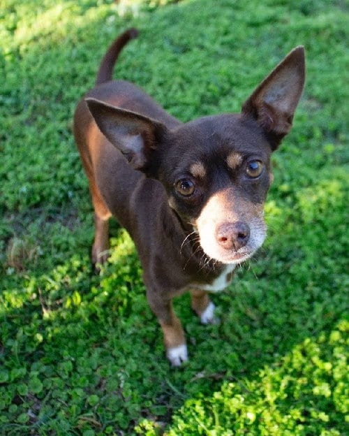 Photo of Juanita, adoptable Chihuahua in Canton, Connecticut