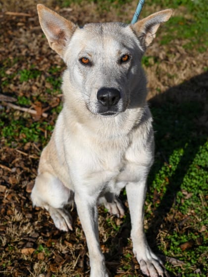 Photo of Avril, adoptable dog in Chamblee, Georgia