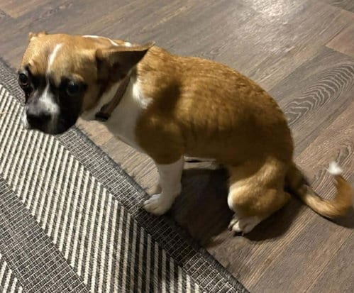 Photo of Faith, adoptable Boxer in Burnsville, Minnesota