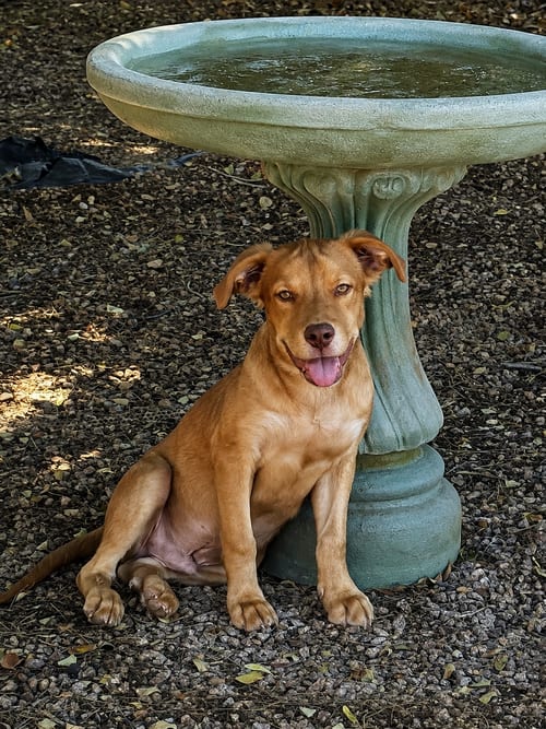 Photo of Eddie #5, adoptable Golden Retriever in Chandler, Arizona