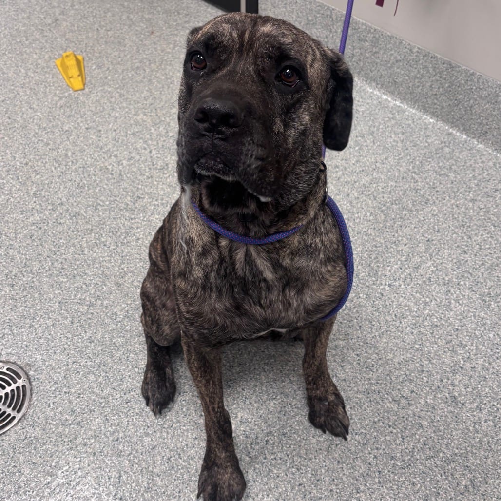 Photo of Enzo, adoptable Mastiff / Mix in Spartanburg, South Carolina