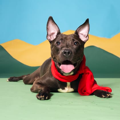 Photo of Shirley, adoptable dog in Atlanta, Georgia